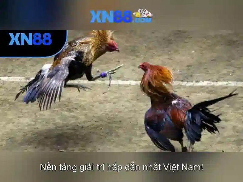 Lịch sử và uy tín của xn88